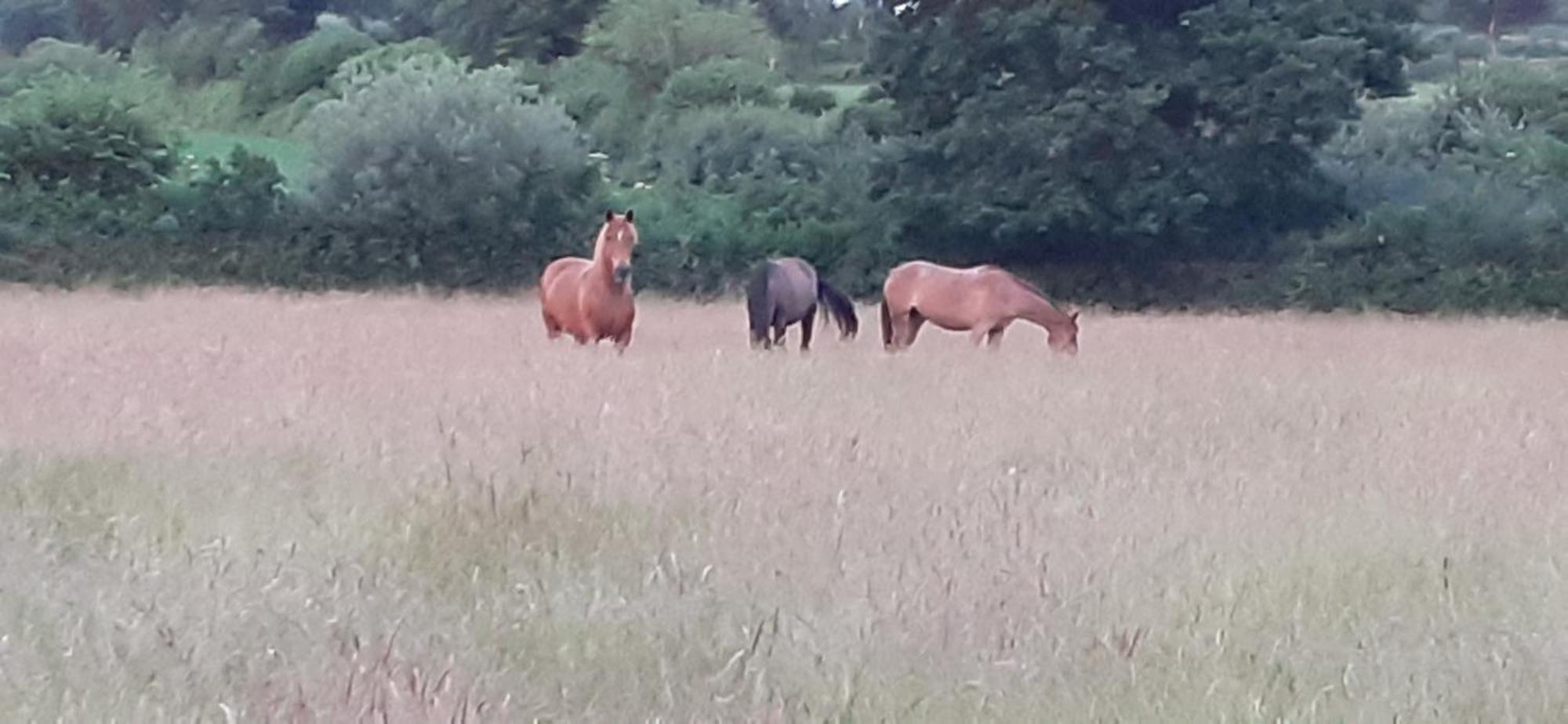 Ferienwohnung Reitanlage Baerenz Selk Buitenkant foto