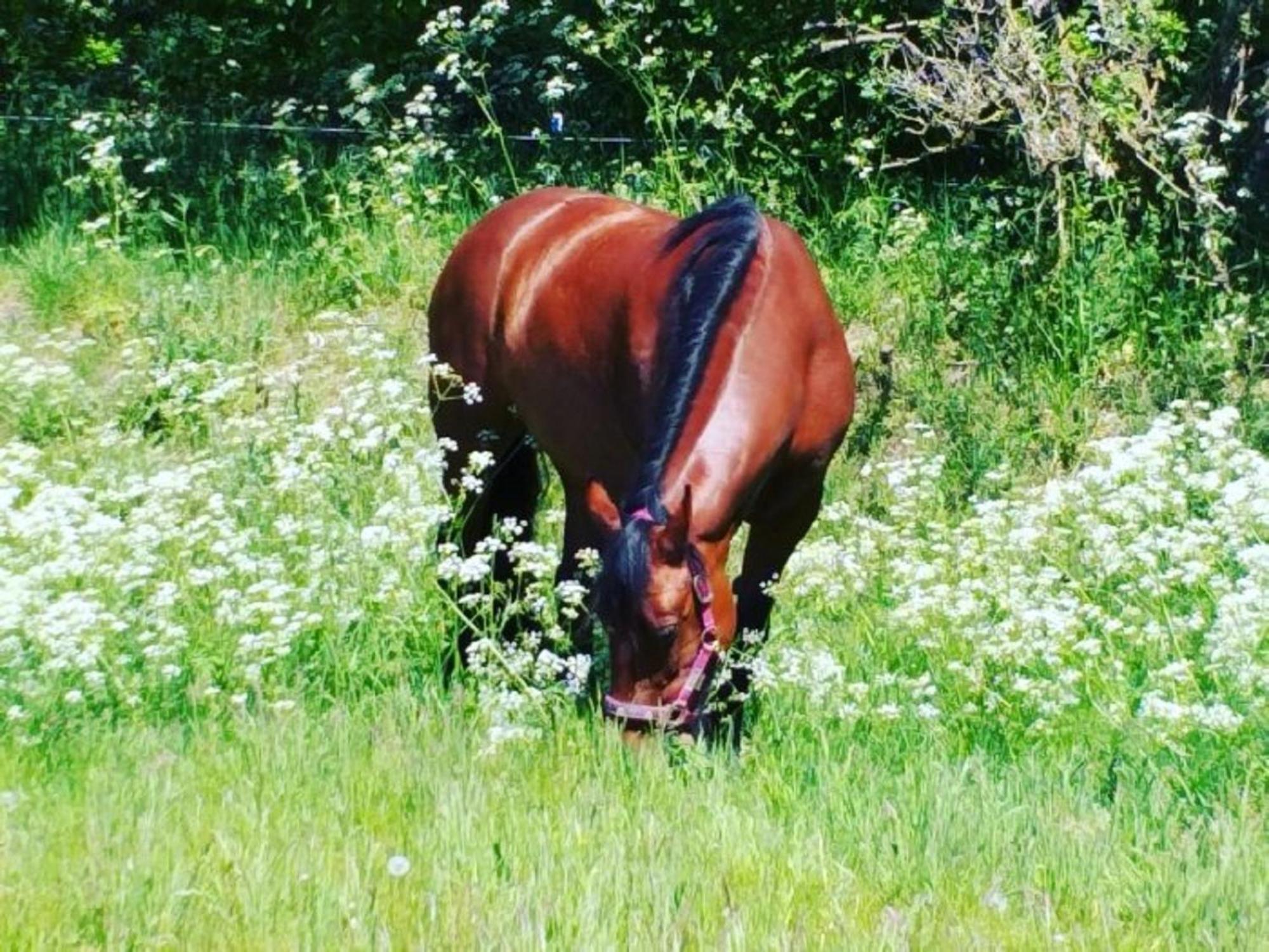Ferienwohnung Reitanlage Baerenz Selk Buitenkant foto