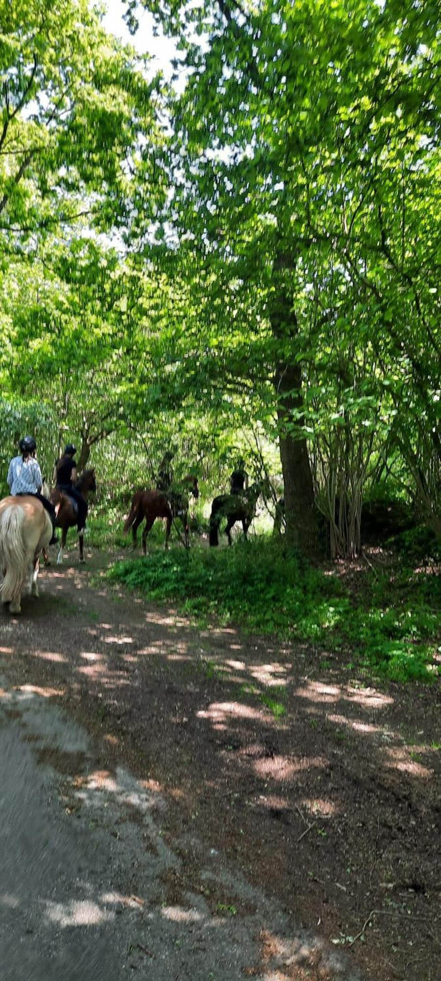 Ferienwohnung Reitanlage Baerenz Selk Buitenkant foto